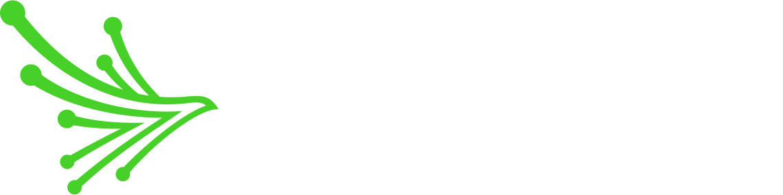 Black Kite